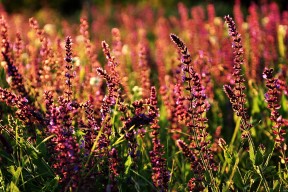 乐鱼体育 vip注册-中国足球国家队集训计划公布，中国足协公布的国足集训名单