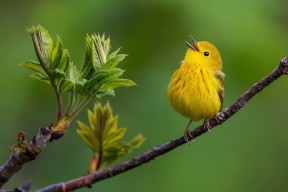 乐鱼体育入口-冲刺阶段划频提升幅度影响胜负，冲刺阶段之前是什么阶段