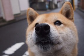 乐鱼体育app官网-从预赛到决赛 温斯坦表现渐入佳境，个股温斯坦强度 反转