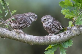 乐鱼体育app入口-国际乒联发布2024混合团体世界杯赛制新规，国际乒联发布2024混合团体世界杯赛制新规定