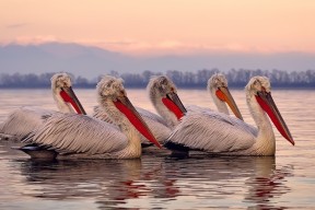 乐鱼体育app在线登录-测试赛密集上演，成都世运准备好了！，成都世锦赛
