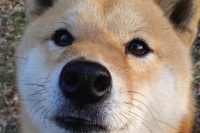 乐鱼体育登陆-巴西队在南美预赛中领先，世界杯指日可待