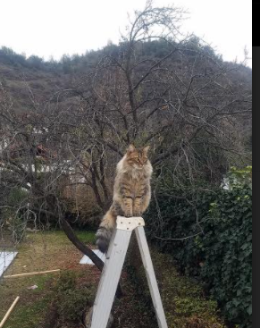 体育赛事多元化发展路径，从体育赛事层面论述如何促进体育产业高质量发展