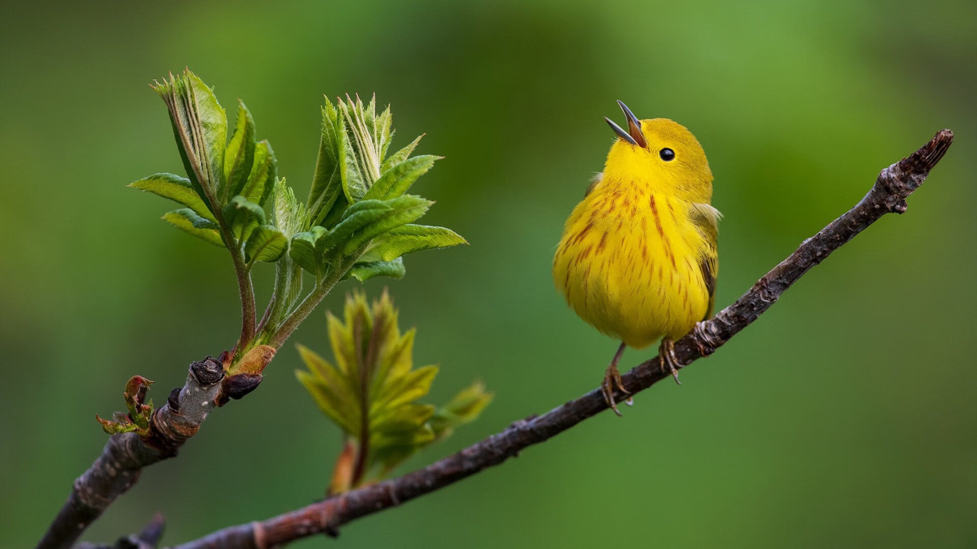 冲刺阶段划频提升幅度影响胜负，冲刺阶段之前是什么阶段