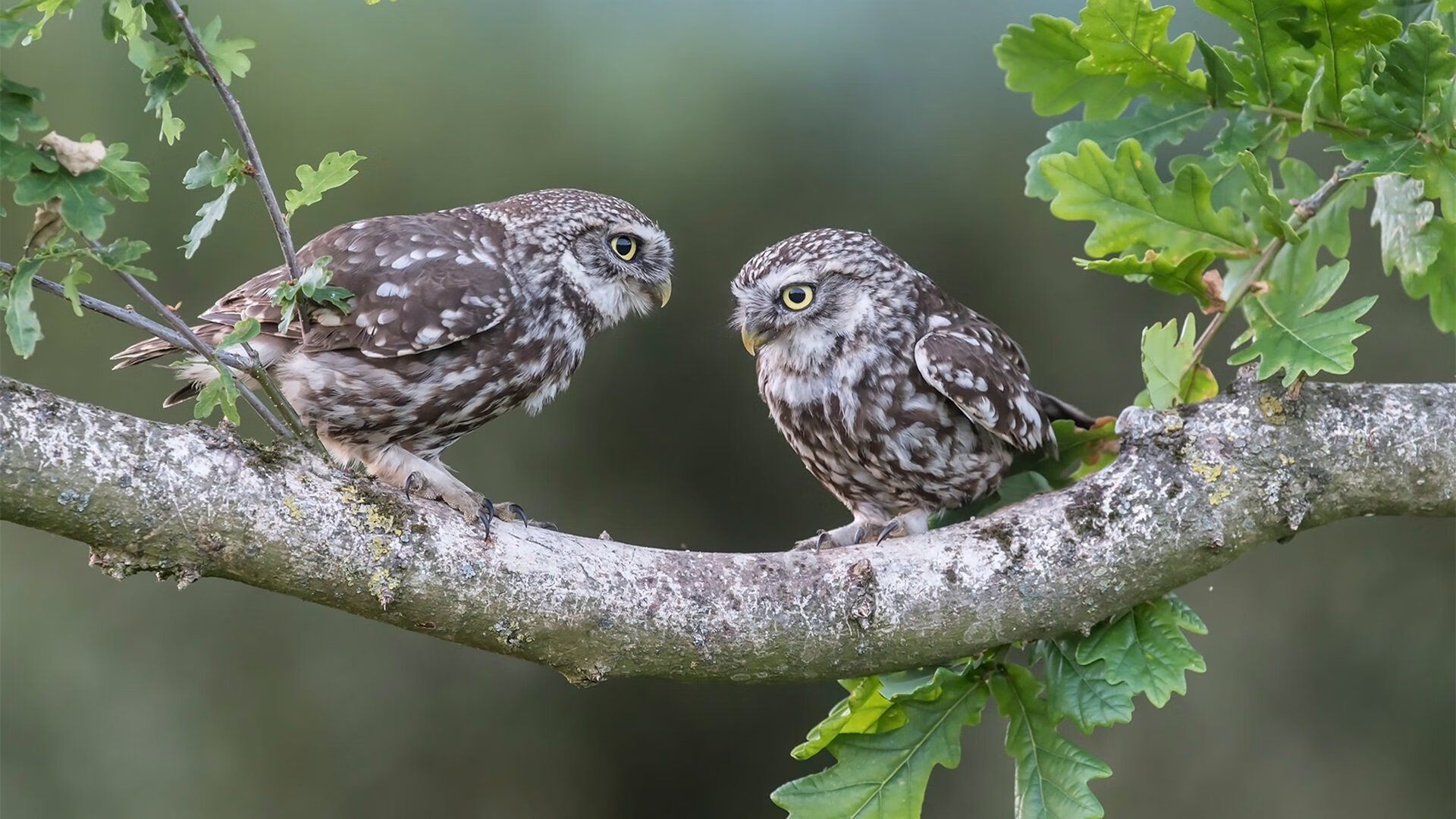 国际乒联发布2024混合团体世界杯赛制新规，国际乒联发布2024混合团体世界杯赛制新规定