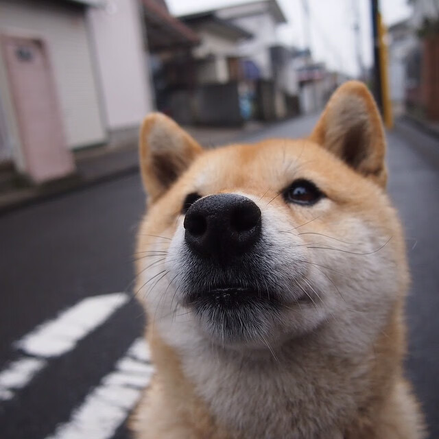 瑞典队未来布局：如何提升团体赛的整体实力，瑞典队员