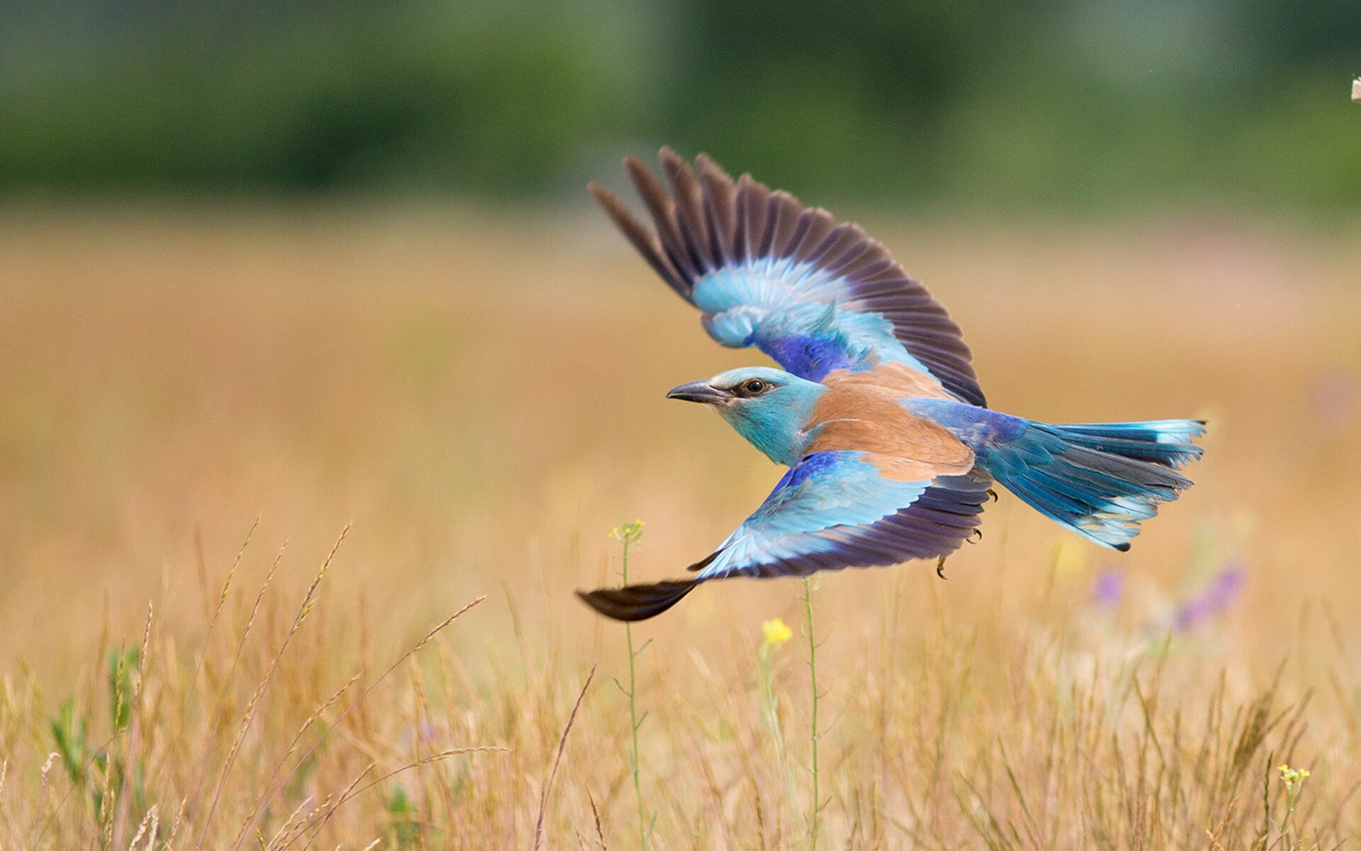 “阿根廷美洲狮队依赖马丁·高尔西的防守智慧，迎接未来挑战”