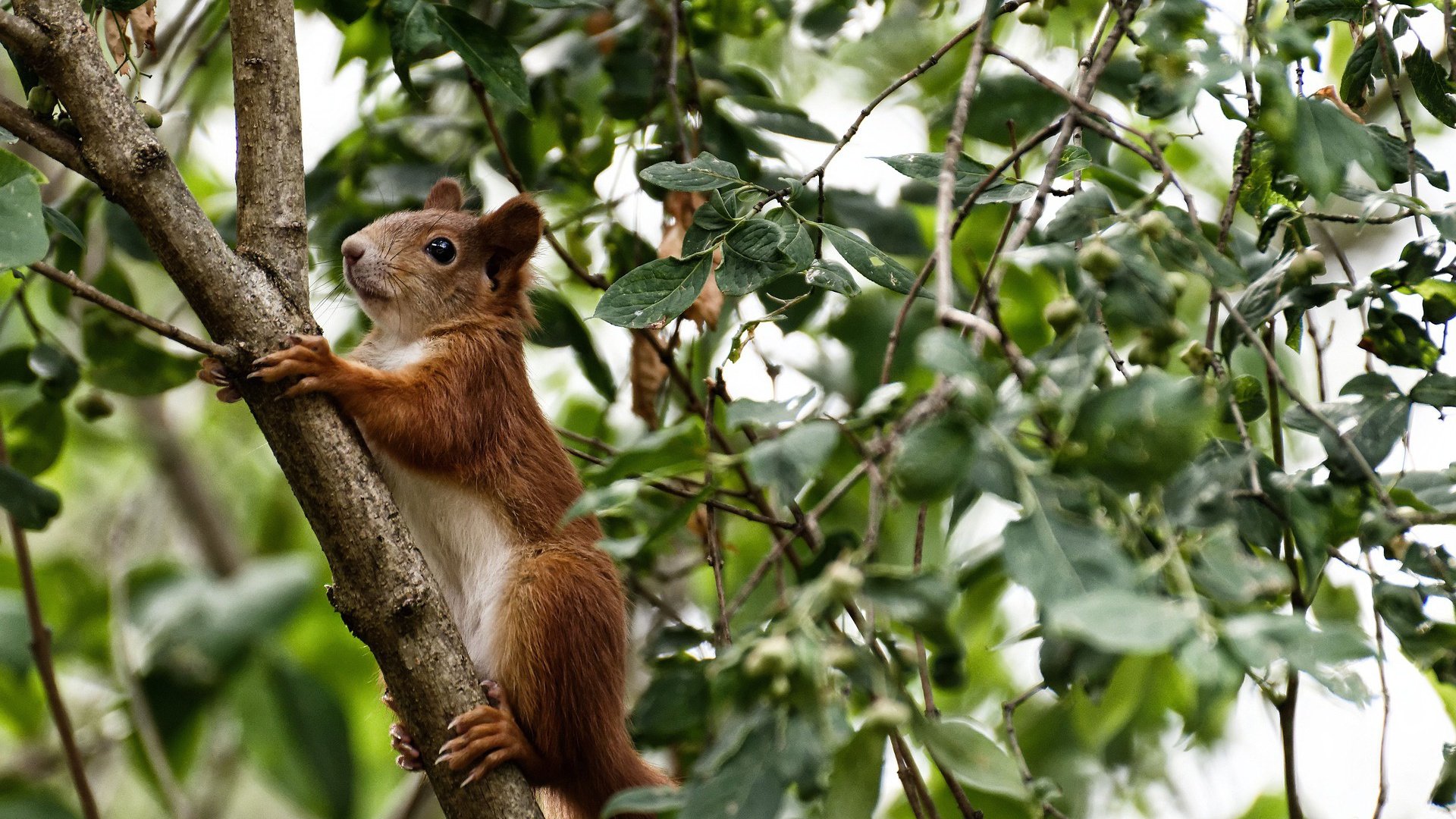 全黑队传球配合精妙,几乎无缝连接进攻与防守,全黑队服