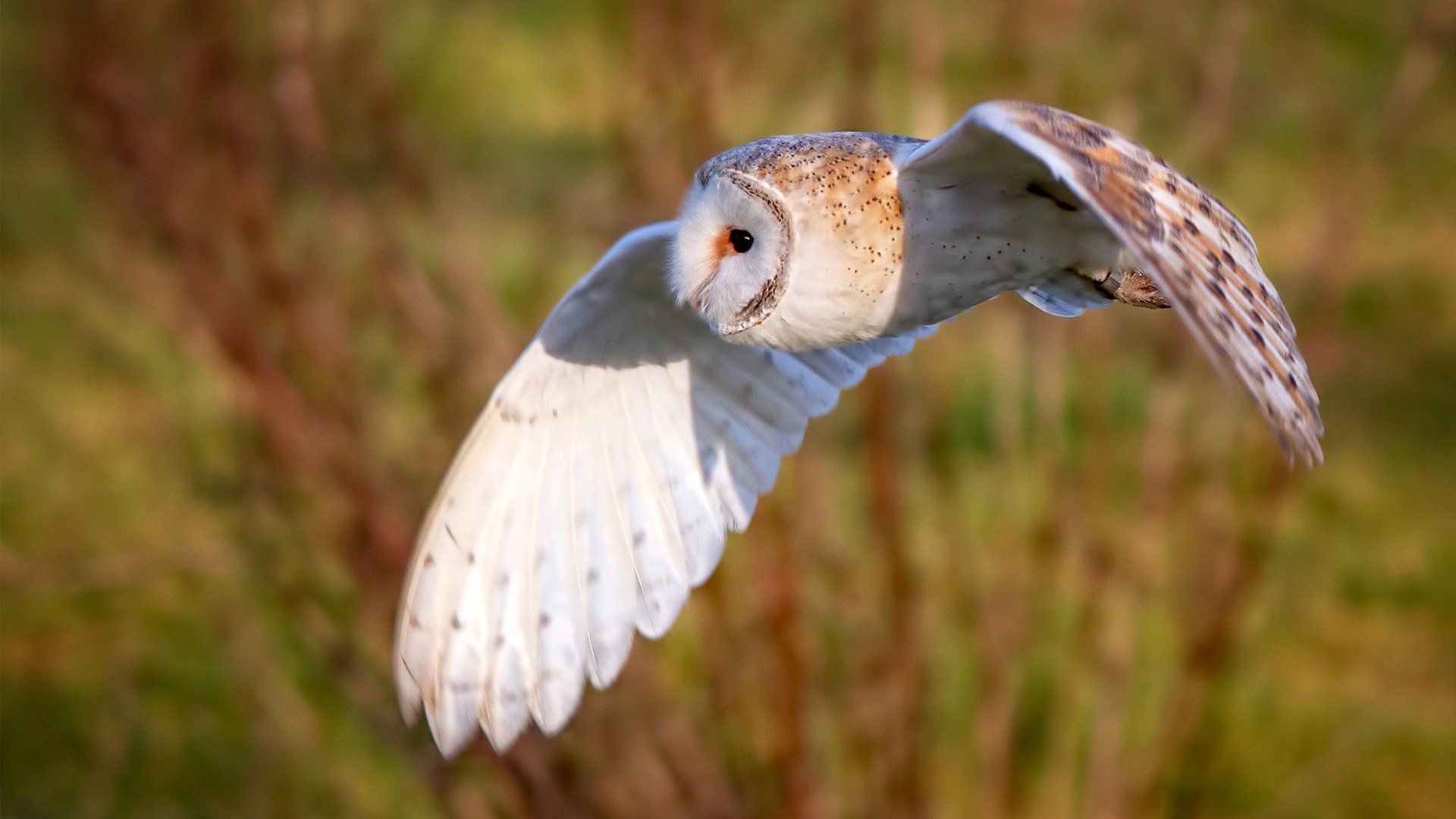 巴西队在南美预赛中领先,出线形势明朗