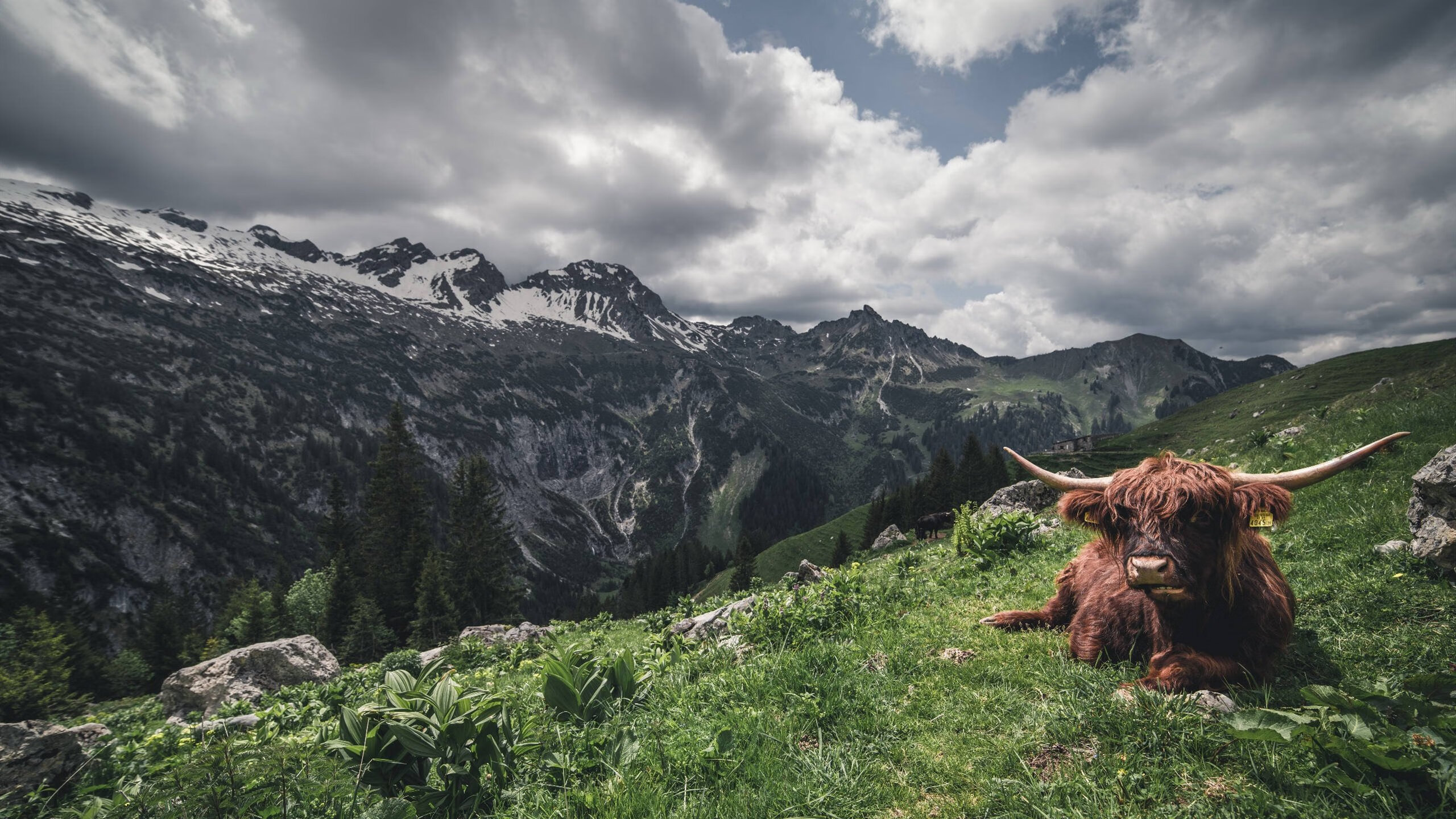戴维·帕特森通过卓越的决策和精准的传球,帮助袋鼠队占据上风