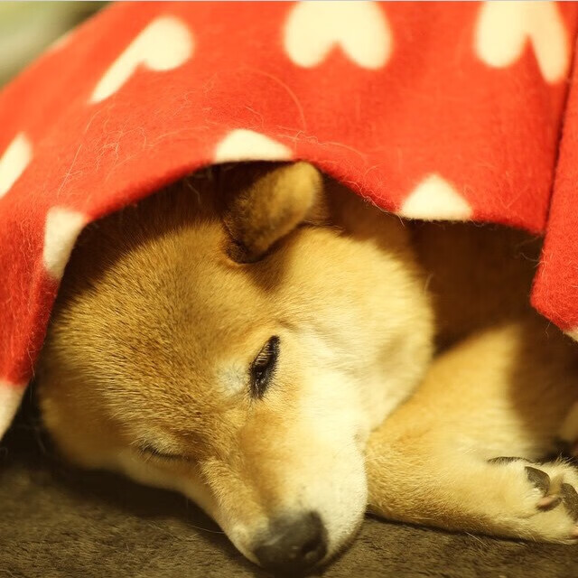 拉恩:全黑队外线的重要进攻手段,突破速度让对手防不胜防,拉恩对费雷拉