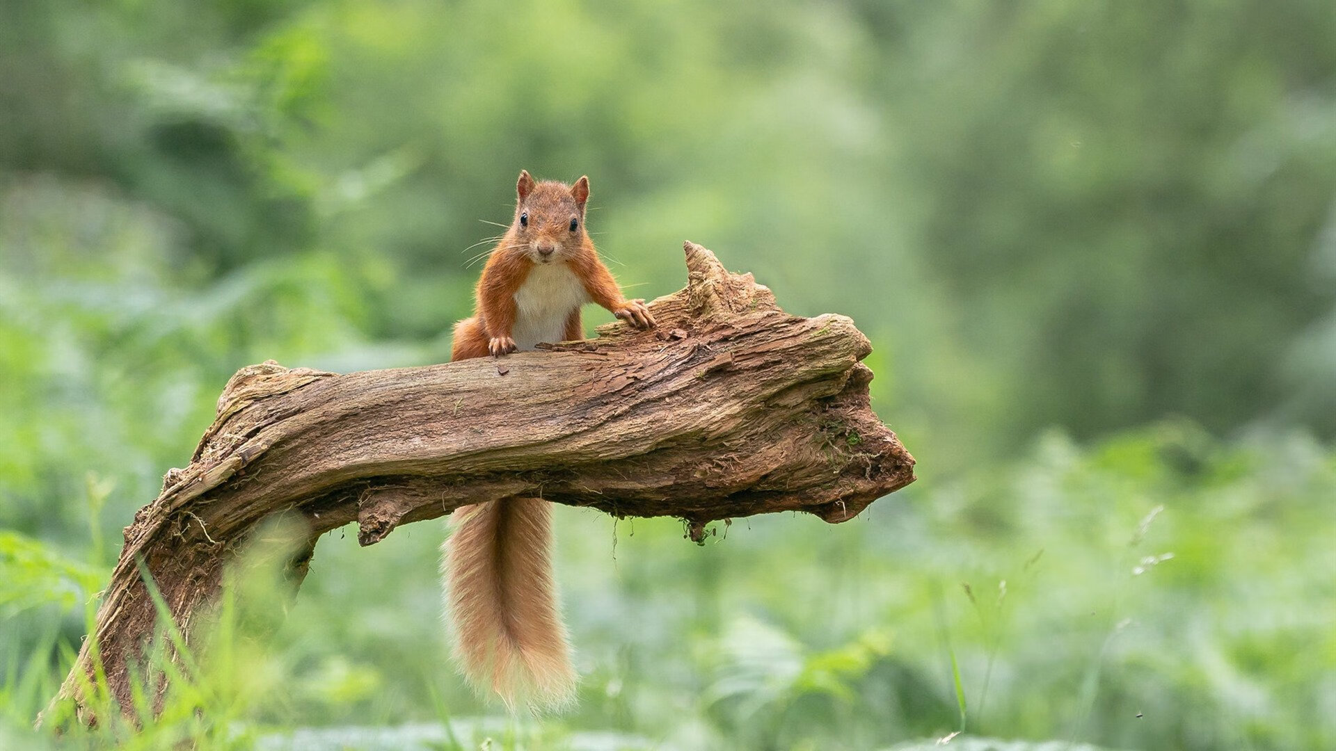 法甲新星崛起：未来领袖闪耀绿茵！，法甲新logo